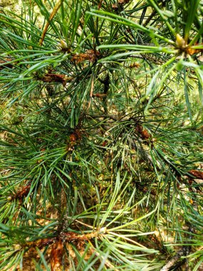 Genç, yeşil çam iğneleri ve yapışkan tomurcuklar yakın mesafeden bir çam ormanında.