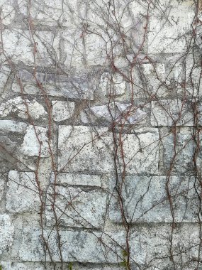 Kurumuş asmalarla kaplı eski şehir duvarı