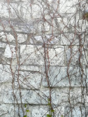 Kurumuş asmalarla kaplı eski şehir duvarı