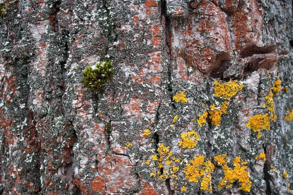 Casca Marrom Uma Árvore Coberta Musgo Amarelo — Fotografia de Stock
