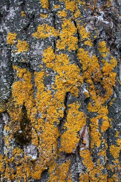 黄色苔藓覆盖的树的褐色树皮 — 图库照片