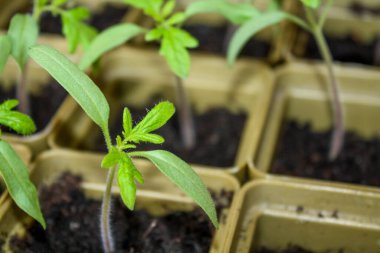 Tohumdan yetişen küçük filizler her birinin kendi plastik bardağında büyür.. 