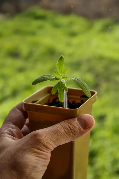 A mans hand holds a plastic pot containing a tomato sprout. — Stock Photo, Image