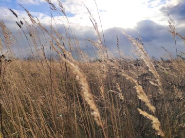 Sonbaharda Rus tarlası - kuru otlar, manzara, sonbahar, sarı, soğuk hava, tarım, anavatan, güneş bulutların arkasından çıktı.