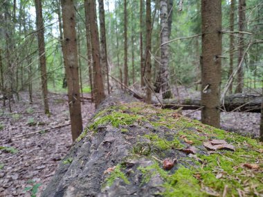Ağaç kabuğu yakın - ormanda devrilmiş ağaç - ormanda geziniyor
