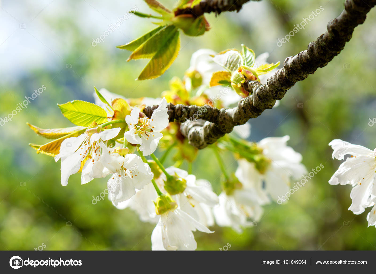 Printemps Photo Macro Fleur Cerisier Matin Chaud Printemps