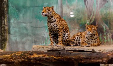 İki leopar Hayvanat Bahçesi Tayland