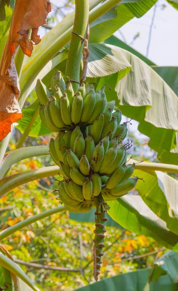 Plátanos verdes colgados de una palmera —  Fotos de Stock