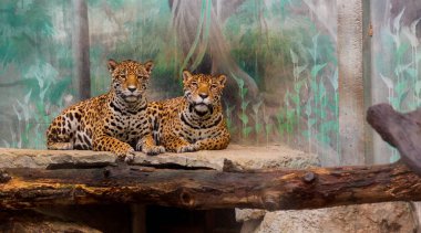 İki leopar Hayvanat Bahçesi Tayland