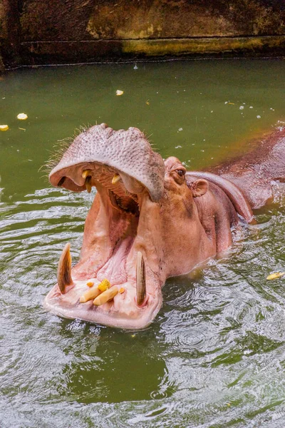 Behemoth na água abriu a boca — Fotografia de Stock