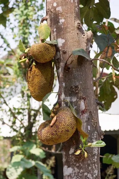 Frutos colgados de un árbol — Foto de Stock