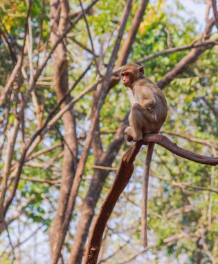 ağaç üzerinde küçük maymun