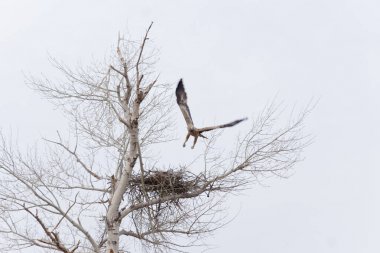 Kartal üzerinde yuvası soars
