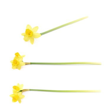 Sarı narsisli çiçek yalıtılmış