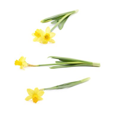 Sarı narsisli çiçek yalıtılmış