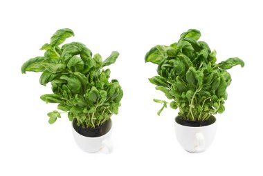 Bir fincan fesleğen bitki