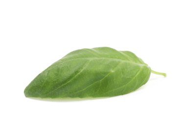 İzole taze fesleğen yaprağı