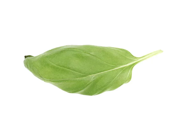 신선한 바 질 잎 절연 — 스톡 사진