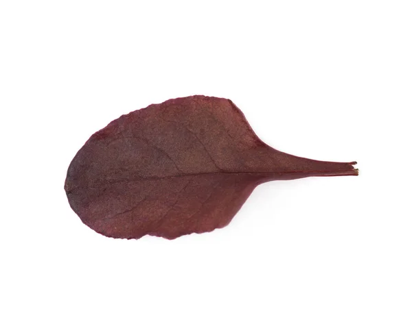 Изолированный лист салата — стоковое фото