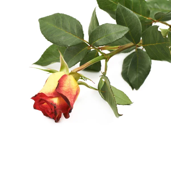 Single yellow red rose isolated — Stock Photo, Image