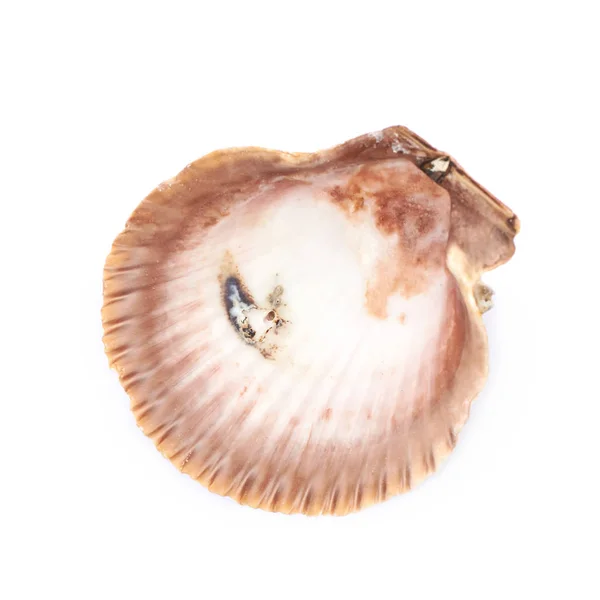 Sea shell isolerade — Stockfoto