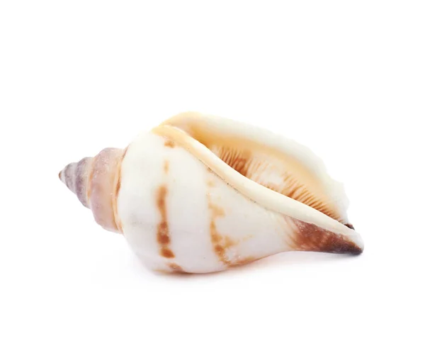 Sea shell isolated — Stock Photo, Image