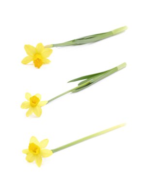 Sarı narsisli çiçek yalıtılmış
