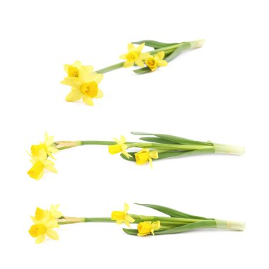 Sarı narsisli çiçek yalıtılmış