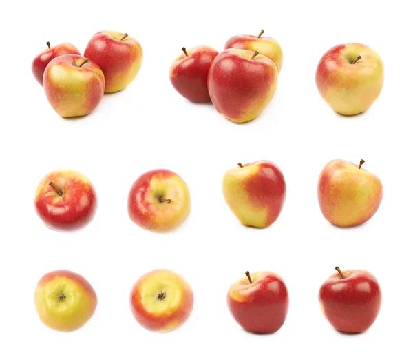 Sada apple zralé červené a zlaté jonagold — Stock fotografie