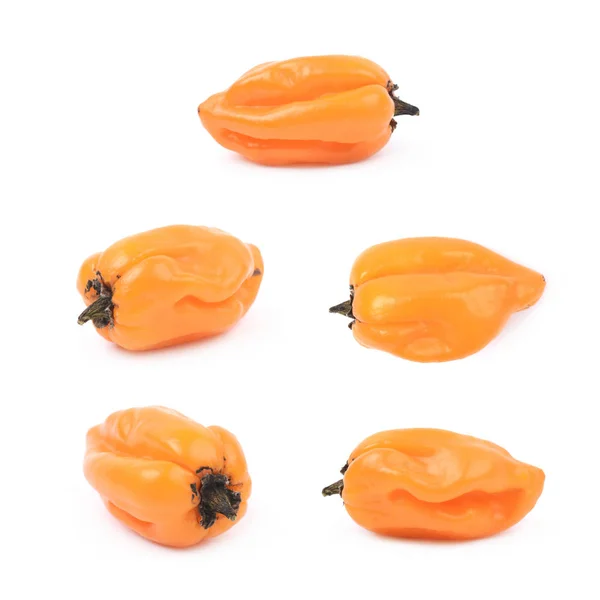 Laranja habanero pimenta isolada — Fotografia de Stock