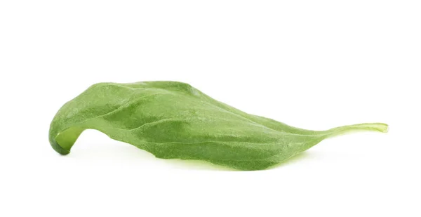Fresh basil leaf isolated — Stock Photo, Image