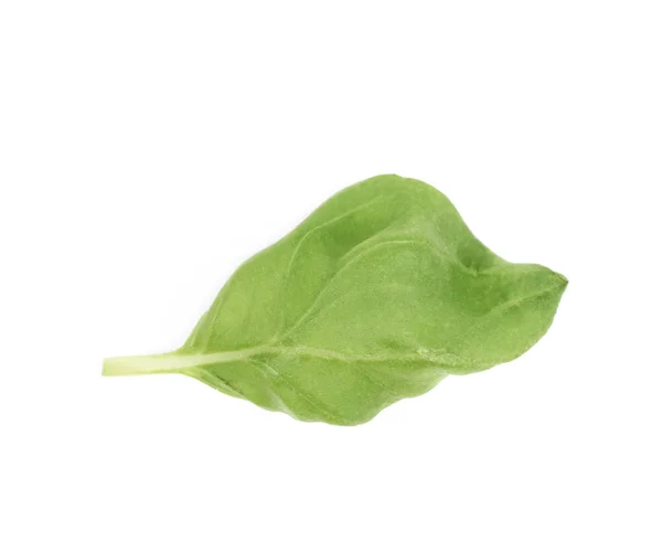 Verse basilicum blad geïsoleerd — Stockfoto