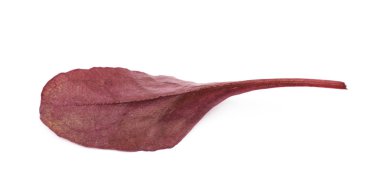 Taze salata yaprağı izole