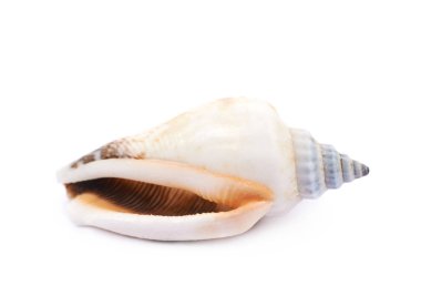 Deniz kabuğu izole