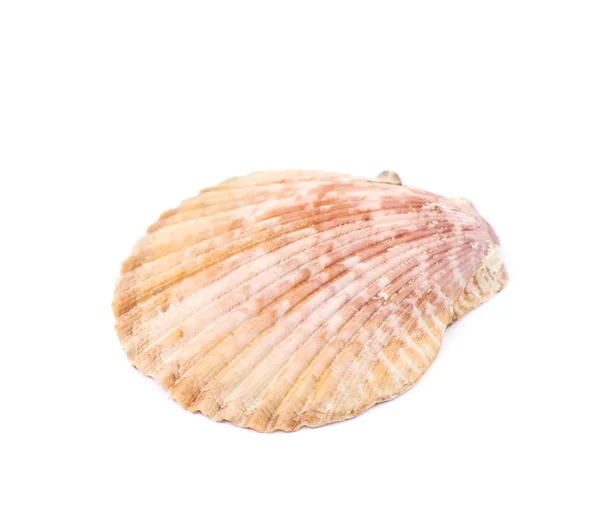 Sea shell isolated — Stock Photo, Image