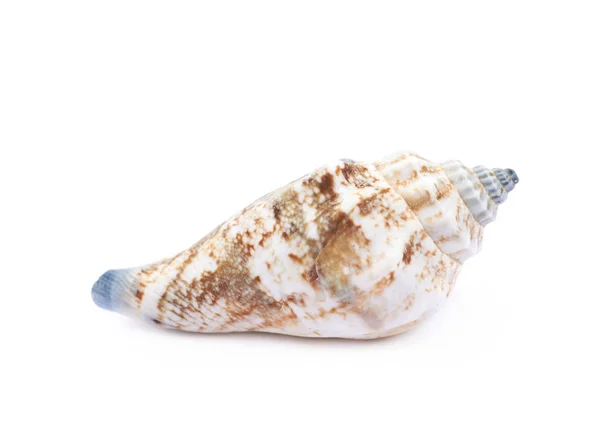 Sea shell isolated — Stock Photo, Image