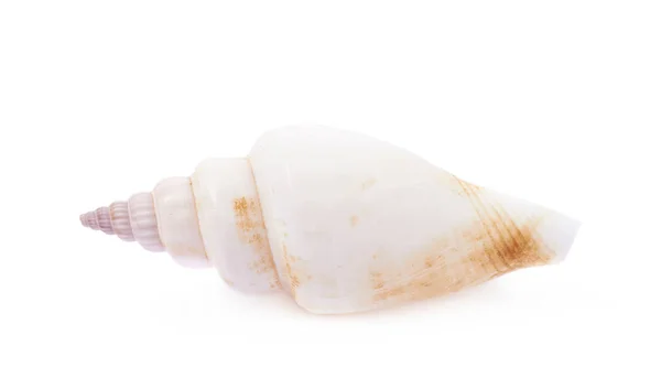 Sea shell isolerade — Stockfoto