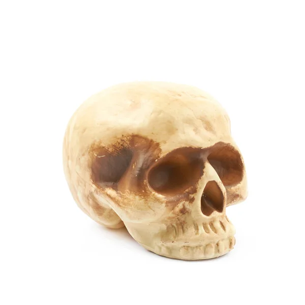 Human skull resin replica isolated — Stock Photo, Image