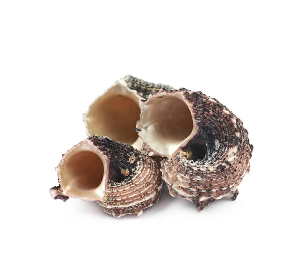 Montón de conchas marinas aisladas —  Fotos de Stock
