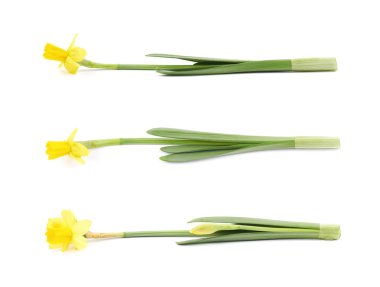 Sarı narsisli çiçek yalıtılmış