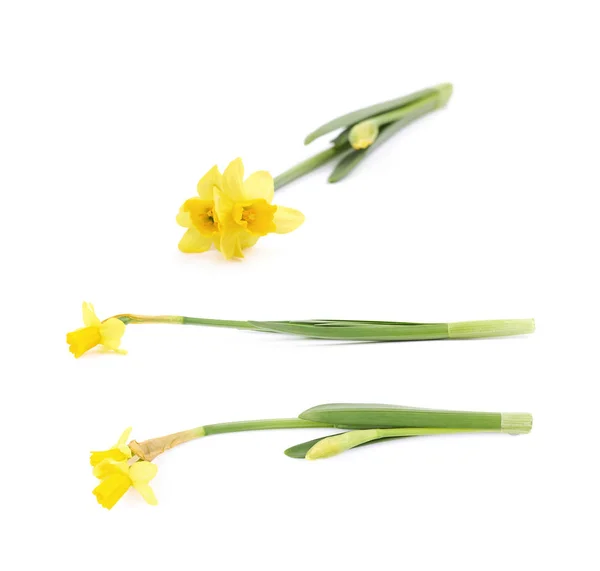 Yellow narcissus flower isolated — Stock Photo, Image