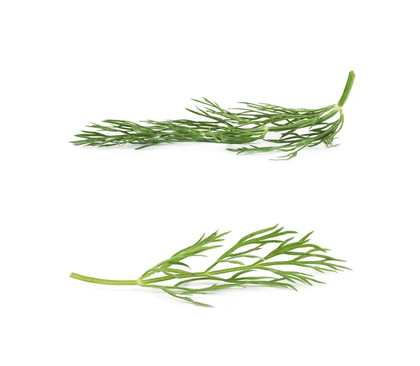 Dill herb isolated — Stock Photo, Image