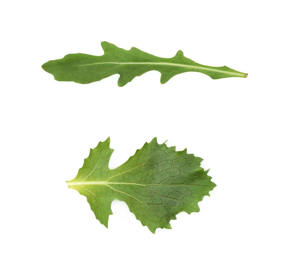 Fresh salad leaf isolated — Stock Photo, Image