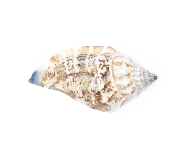 Sea shell isolerade — Stockfoto