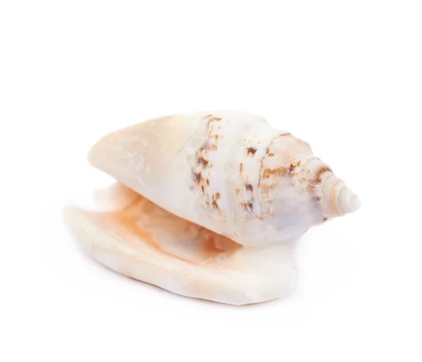 Sea shell isolerade — Stockfoto