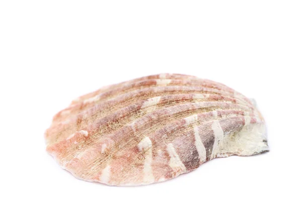 孤立的海贝壳 — 图库照片