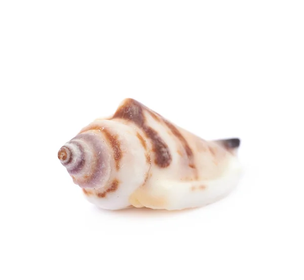 Elszigetelt tengeri kagyló — Stock Fotó