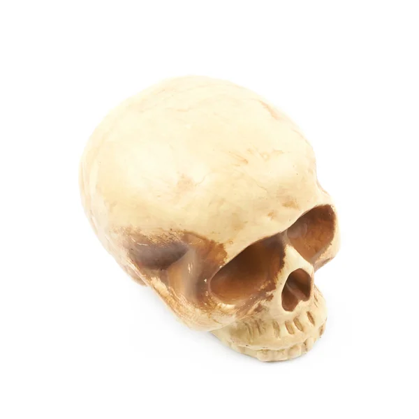 Replik menschlicher Schädel aus Harz isoliert — Stockfoto