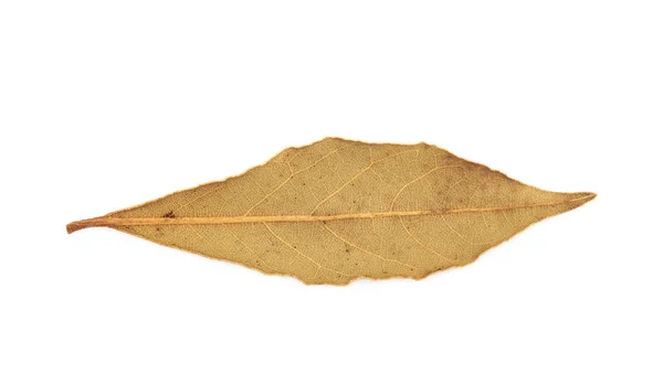 Hoja de laurel seca aislada — Foto de Stock