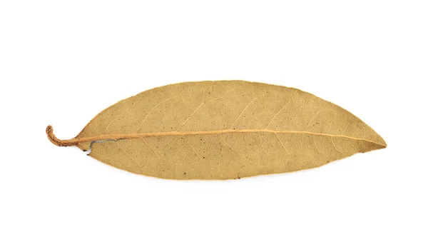Pojedynczy liść laurowy suszone na białym tle — Zdjęcie stockowe
